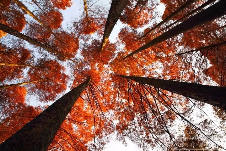 落羽杉濕地公園水上浮橋現(xiàn)場照-星沙浮筒10