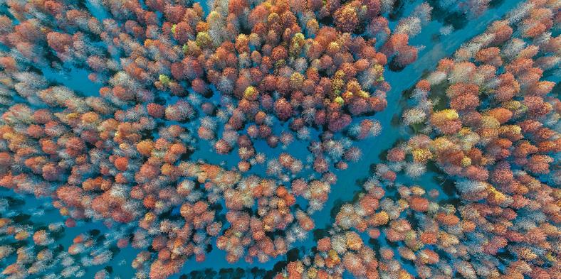 落羽杉濕地公園水上浮橋現(xiàn)場照-星沙浮筒14