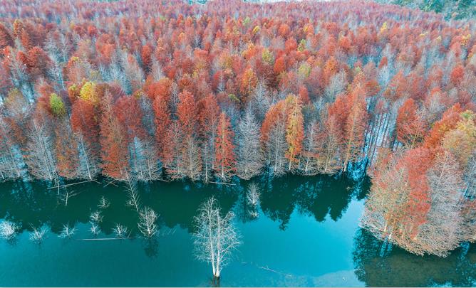 落羽杉濕地公園水上浮橋現(xiàn)場照-星沙浮筒15